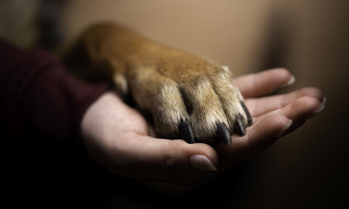 Pets como família: nova lei em SP autoriza enterro conjunto em jazigos