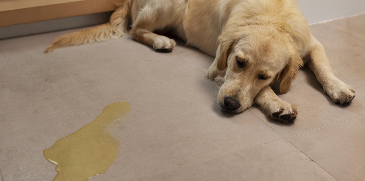 Xixi no lugar certo: o que deve, ou não, ser feito ao ensinar seu cão