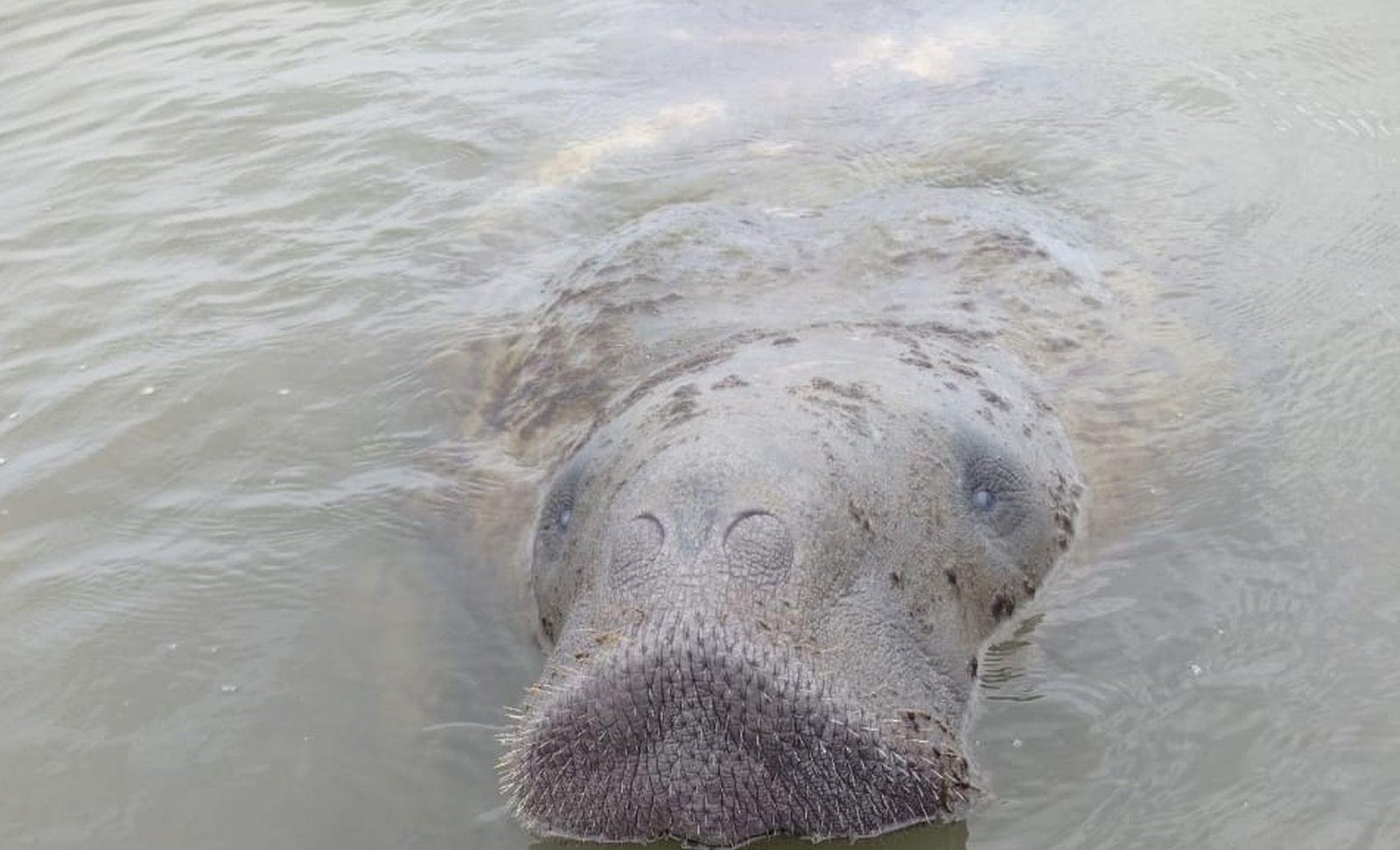 Peixe-boi Astro sofre ferimentos graves ao ser atropelado em Sergipe | G1