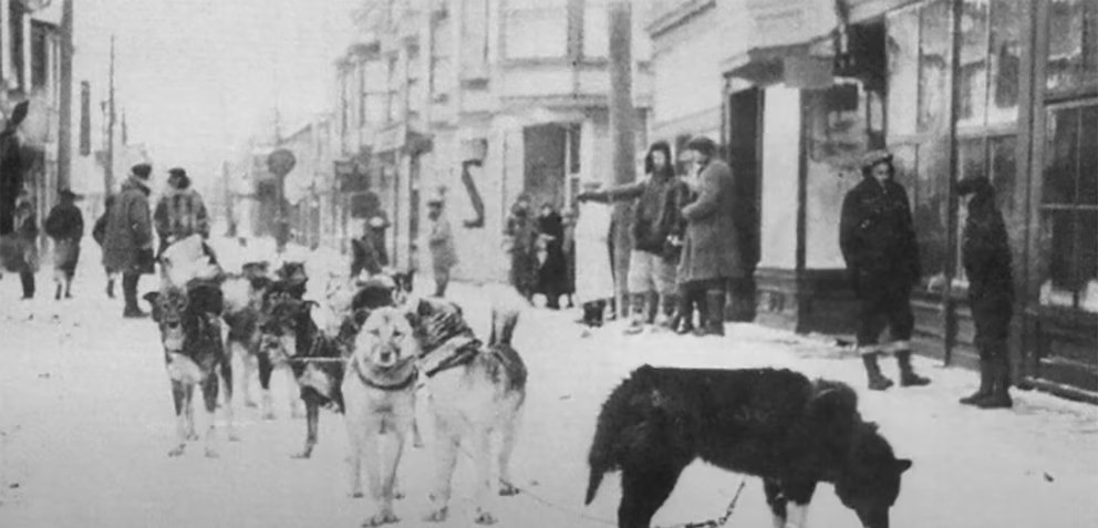 Há 101 anos, Balto e Togo conduziram o trenó com vacinas que salvou crianças no Alasca; cães foram eternizados em estátuas e no cinema