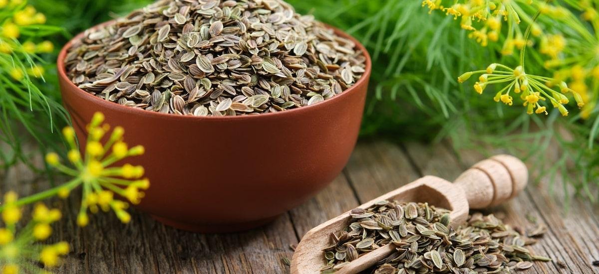 Erva-doce é boa para quê? Conheça benefícios e aprenda receitas