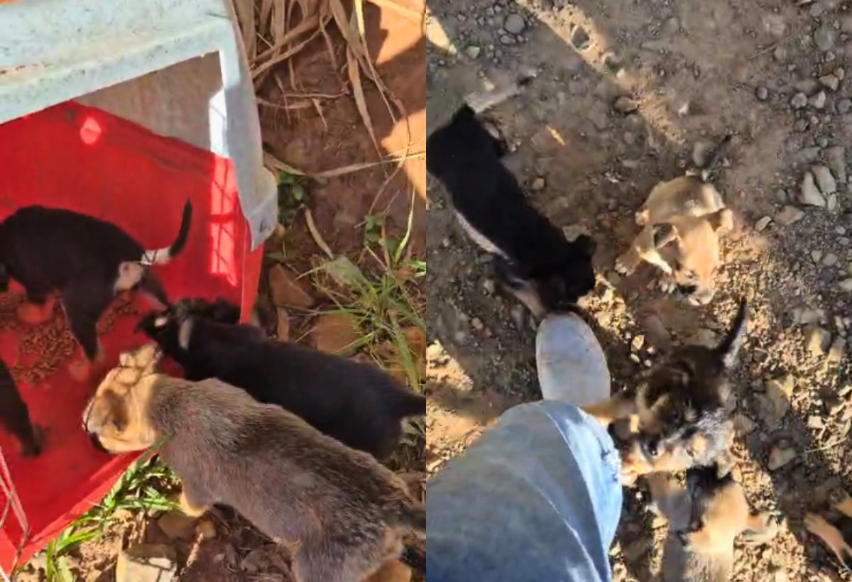 Seis cachorrinhos abandonados são resgatados em estrada de SP | G1