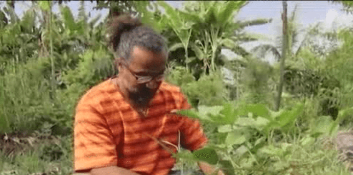 Tecnologia no campo transforma plantas medicinais em fármacos de elite