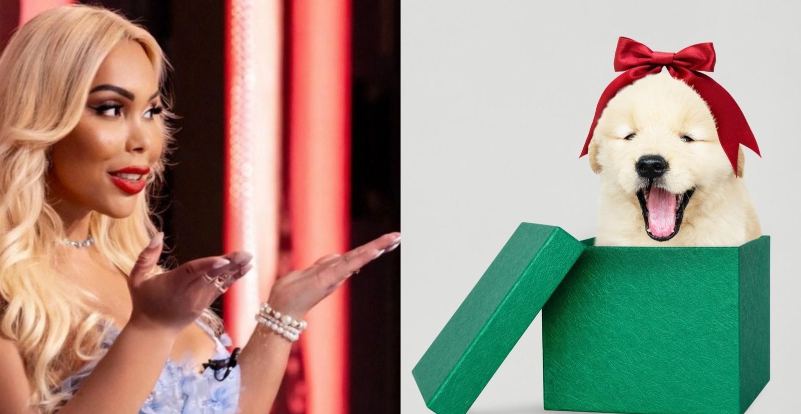 Influenciadora devolve cachorro e alerta: 'Animal não pode ser entregue como se fosse um presente qualquer'