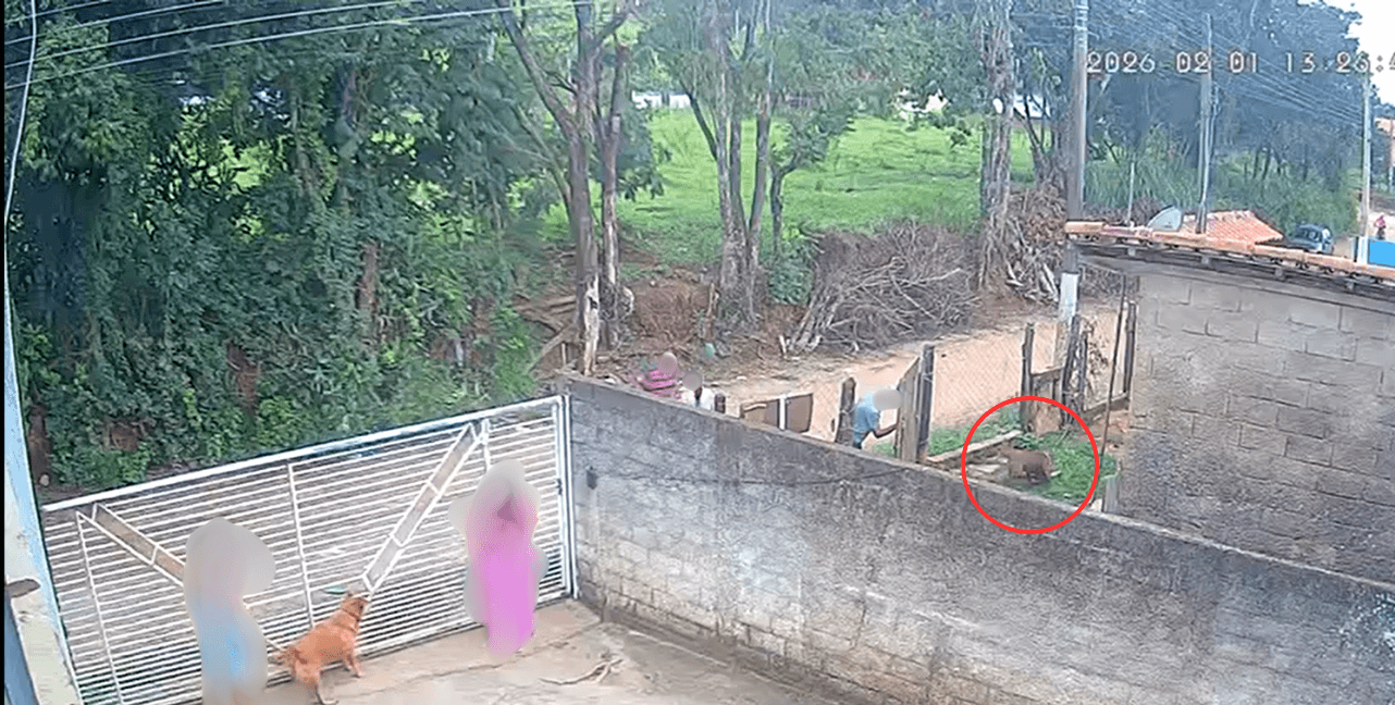 Bebê de 10 meses morre após ataque de pitbull em Socorro