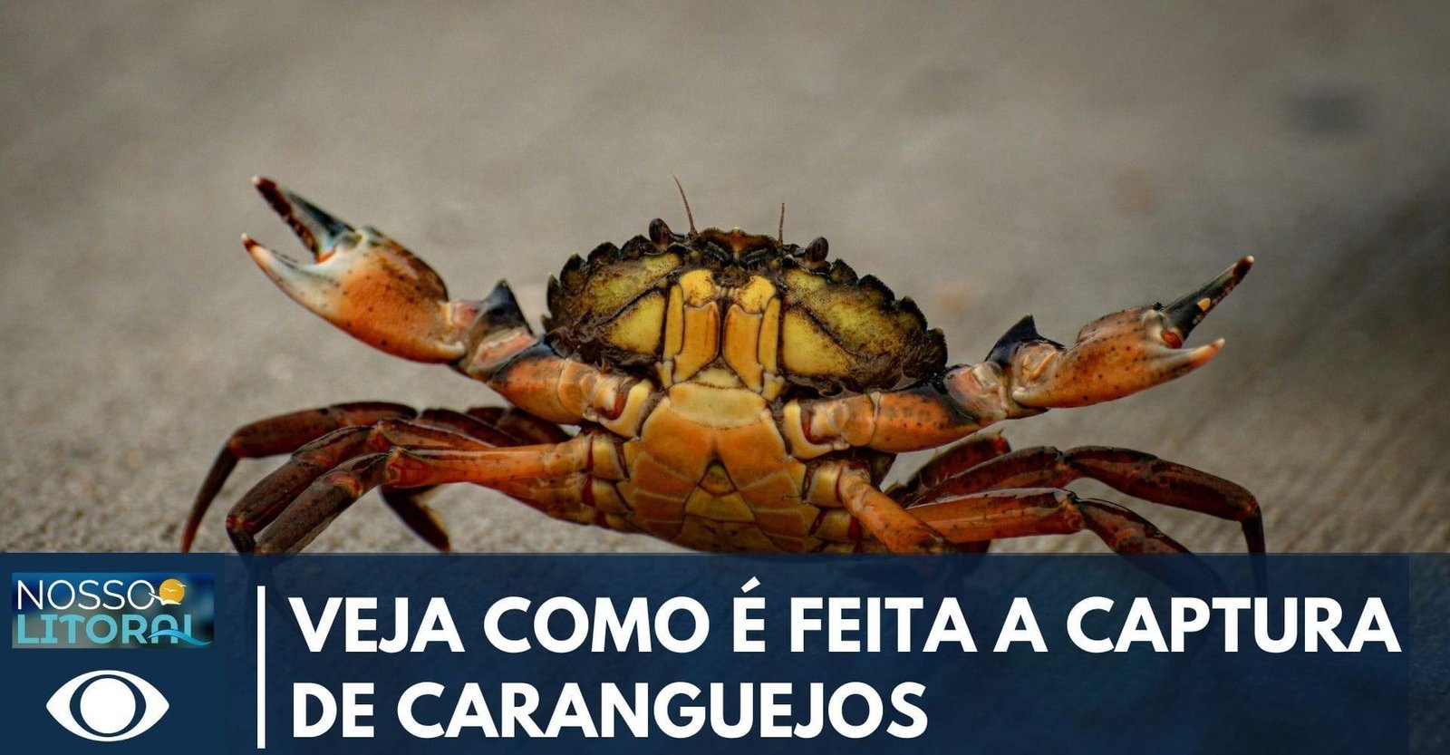 Captura de caranguejo segue regras rígidas no litoral do Paraná