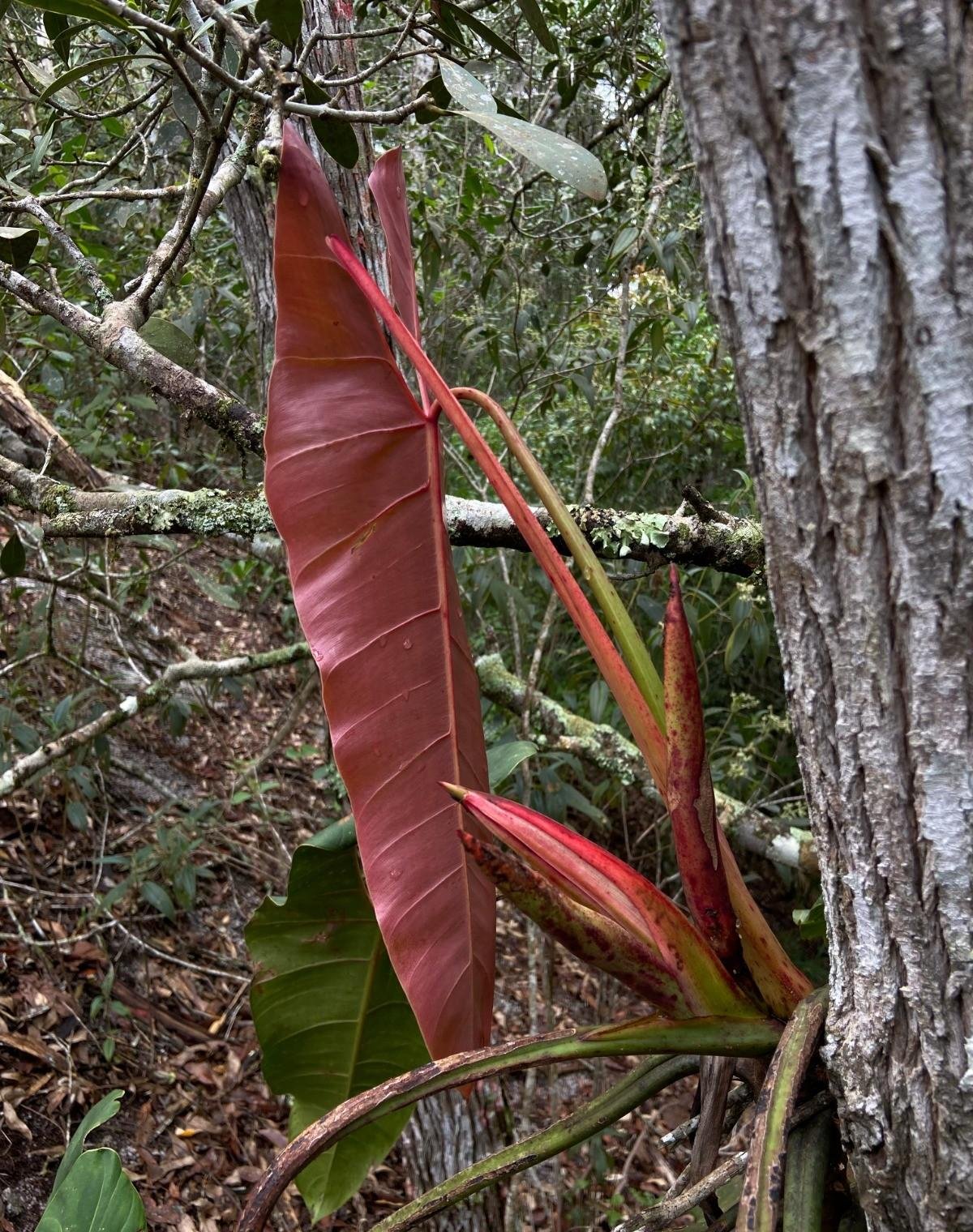 'Parente' de uma das plantas mais caras do mundo é achada no ES | G1