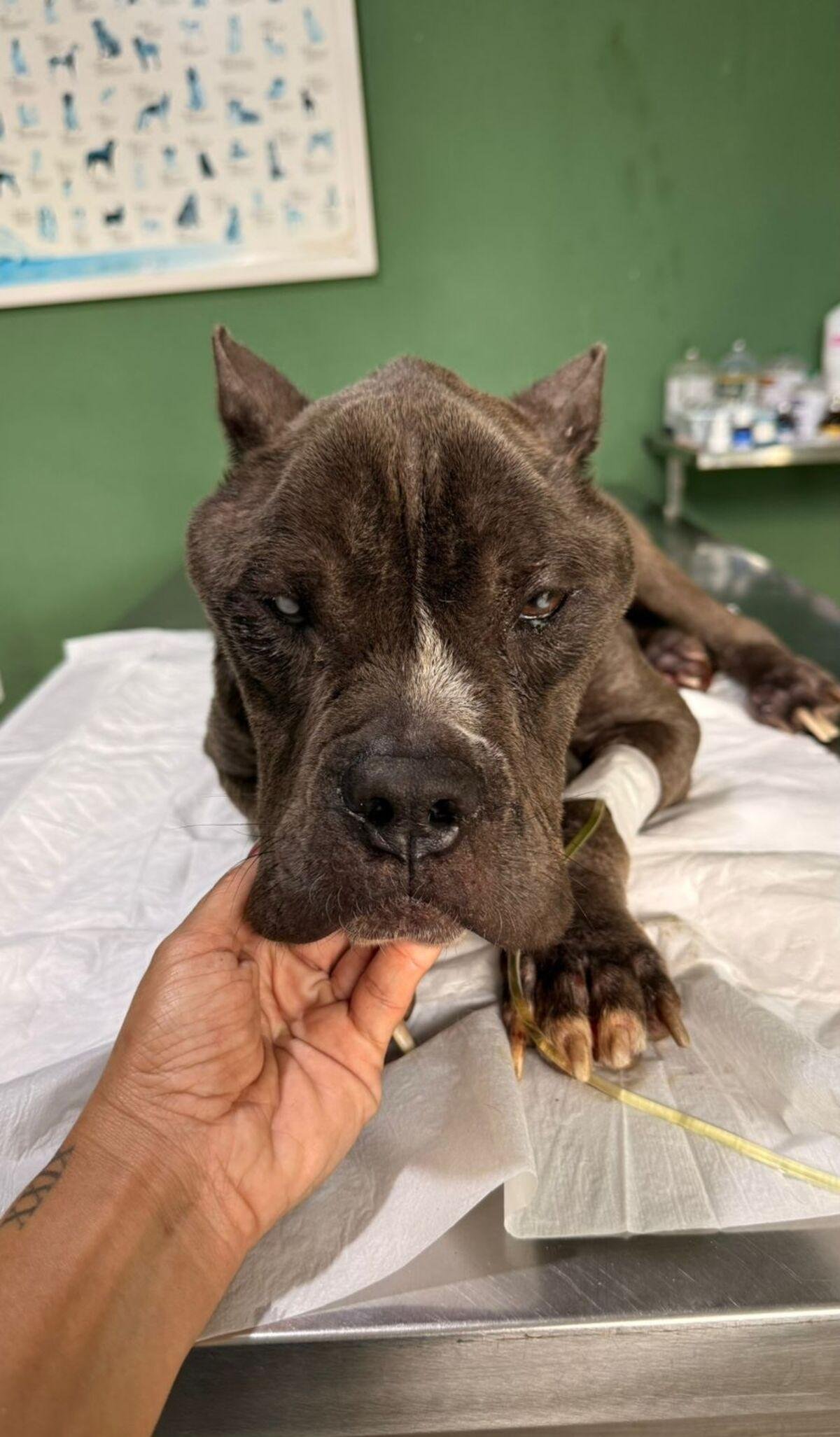 Pitbull resgatado em Volta Redonda com sinais de maus-tratos | G1