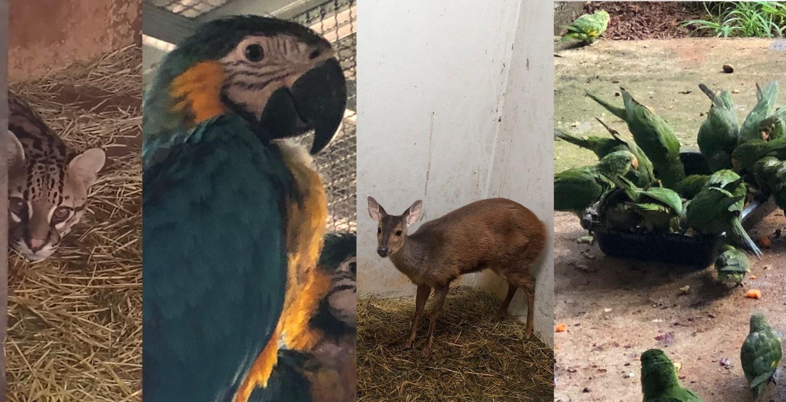 Saiba quais são os animais silvestres mais resgatados em Uberlândia | G1