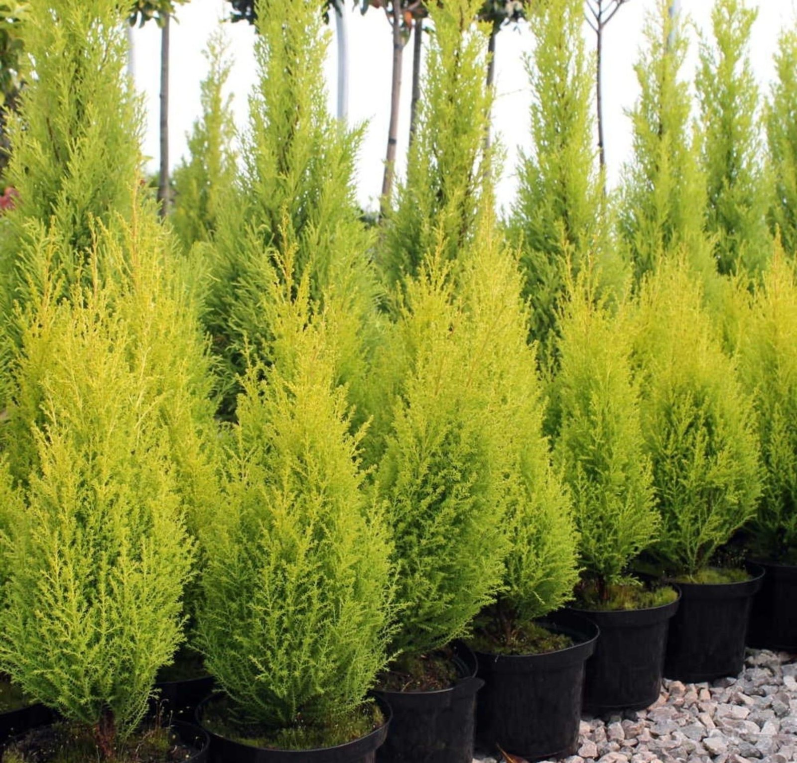 Tuia Holandesa: conheça a planta que decora o Natal no Brasil