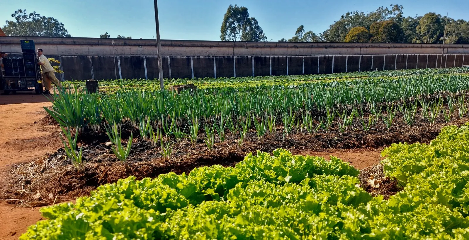 Araraquara vence prêmio nacional de inclusão produtiva e de segurança alimentar | G1