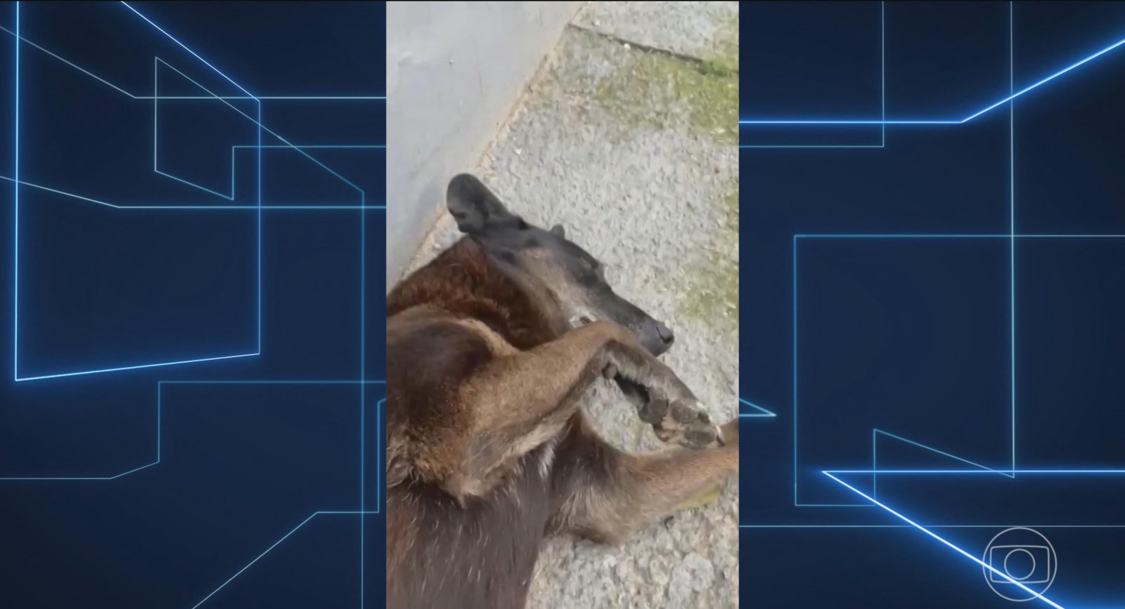 Polícia de SC conclui que apenas um adolescente teve envolvimento na morte do cão Orelha | G1