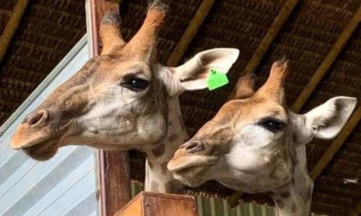 Zoo prepara recinto de girafa morta para receber animais traficados