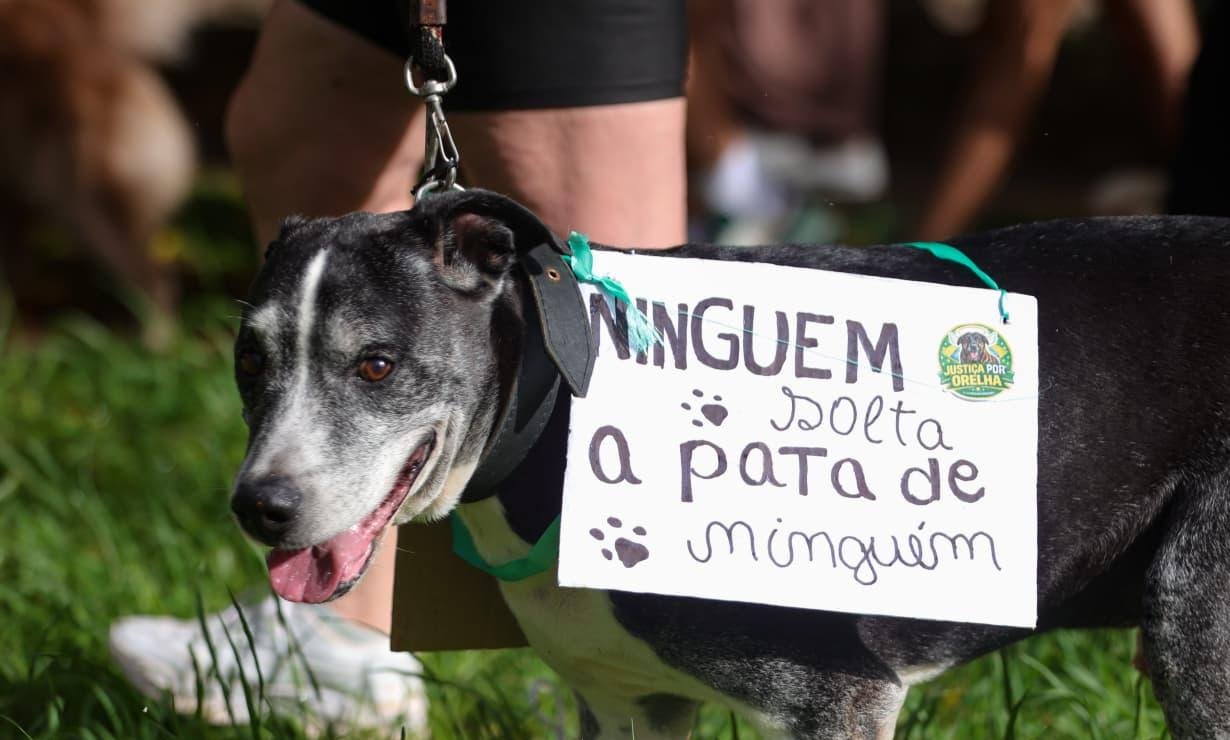 Cão Orelha: manifestantes se reúnem no DF e pedem justiça pelo animal