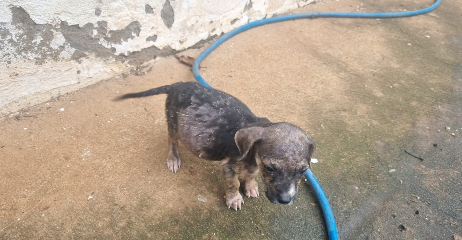 Mulher é presa por manter 22 cães em situação de maus-tratos em MG | G1