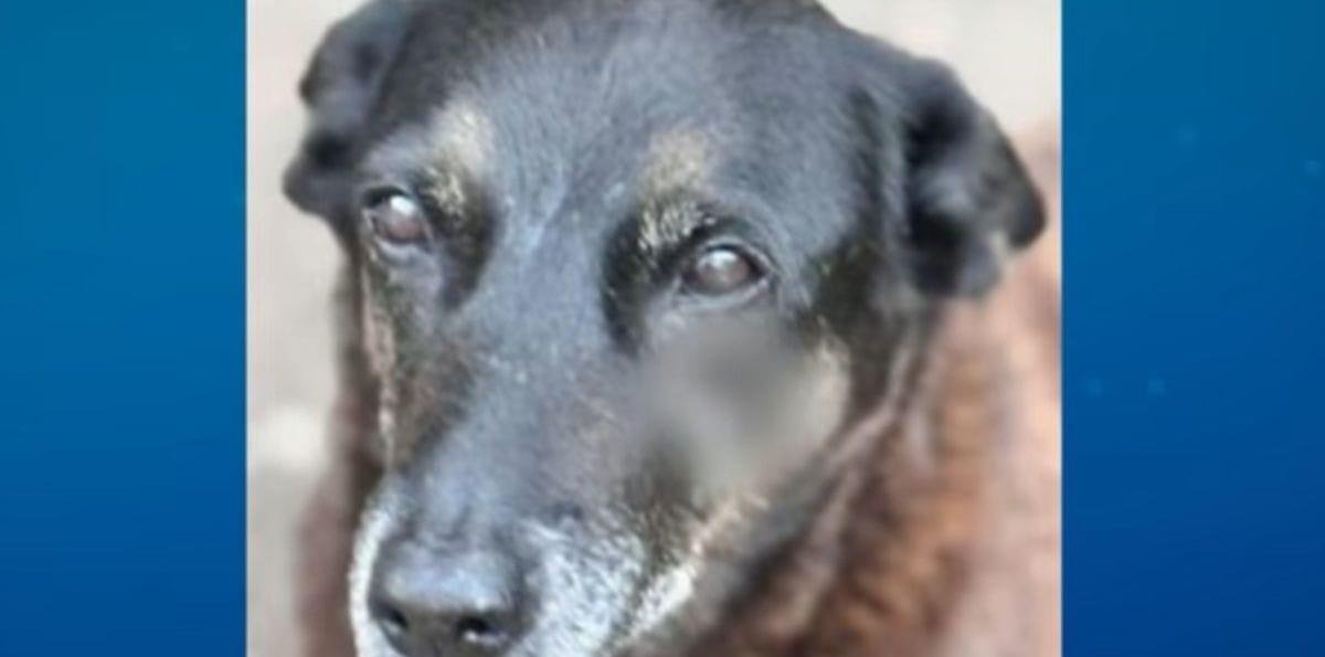 Porteiro nega ter imagens de adolescentes agredindo cão Orelha em SC