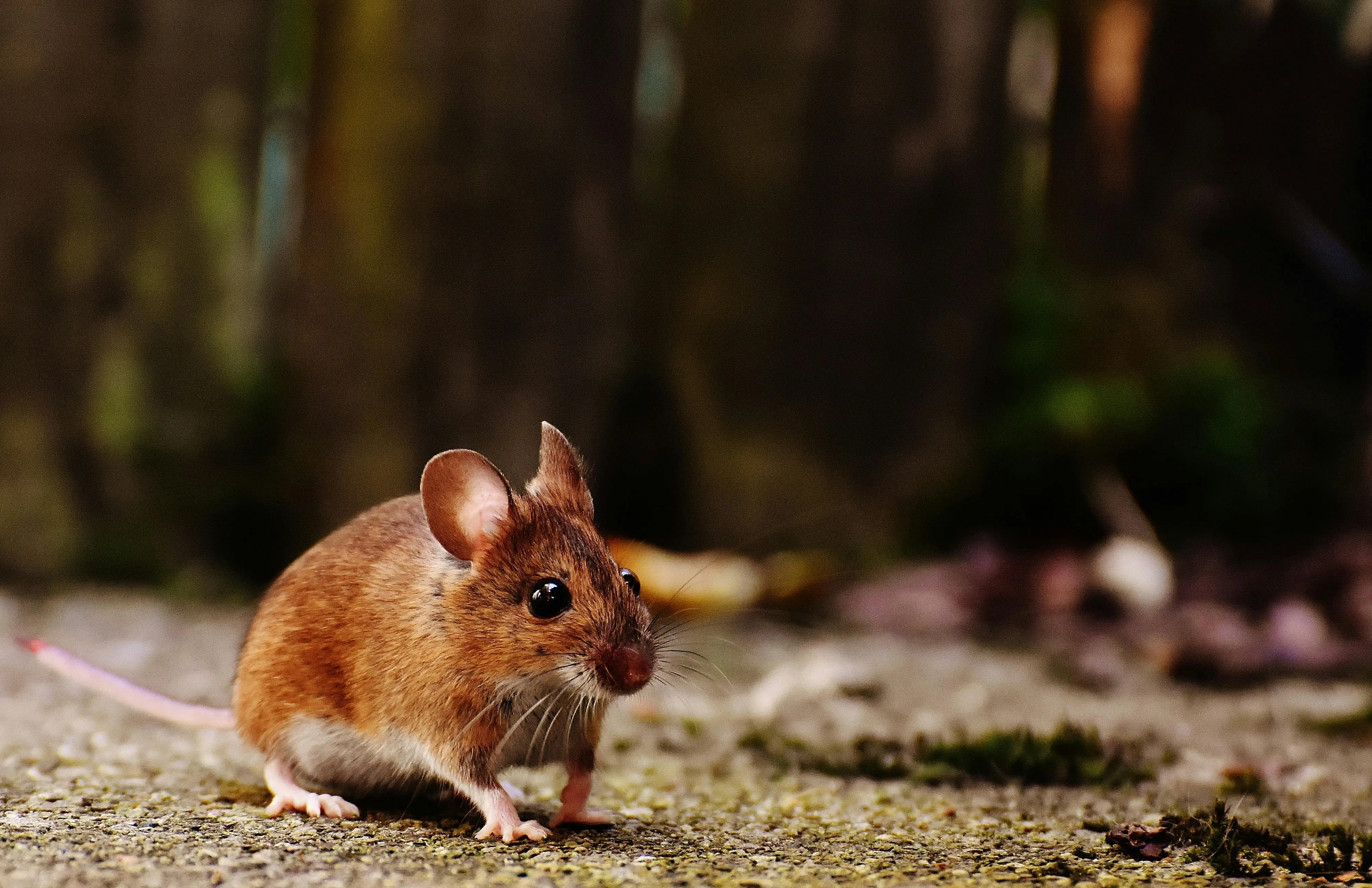 Estudo identifica 'limite' para clonagem de mamíferos após 58 gerações de camundongos; entenda