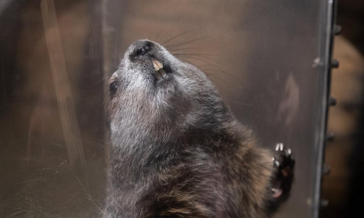 Dia da Marmota: entenda como animal prevê clima nos EUA todos os anos