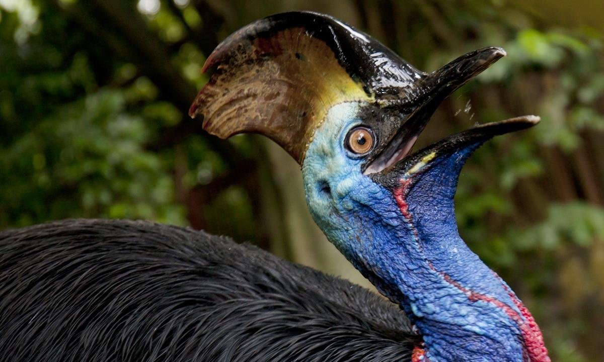 Por que a Austrália abriga alguns dos animais mais bizarros do mundo