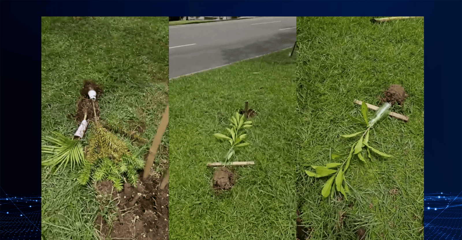 Vandalismo destrói mudas na Av. Nossa Senhora da Luz, em Curitiba
