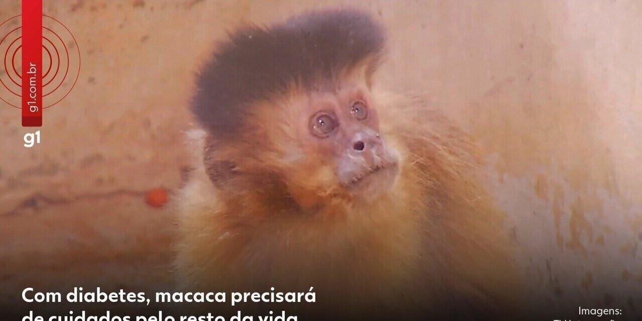 Macaca com diabetes não voltará à natureza em MG; caso é raro | G1