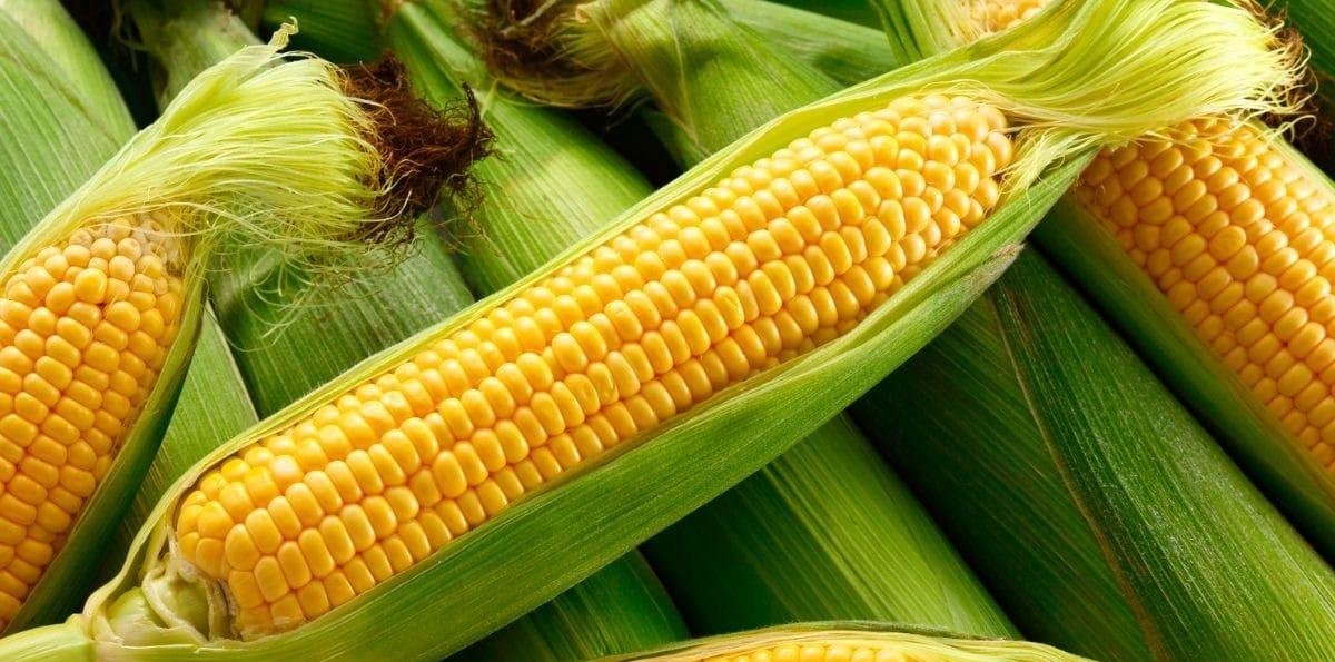 Milho: grão impulsiona economia goiana e outras regiões do Brasil