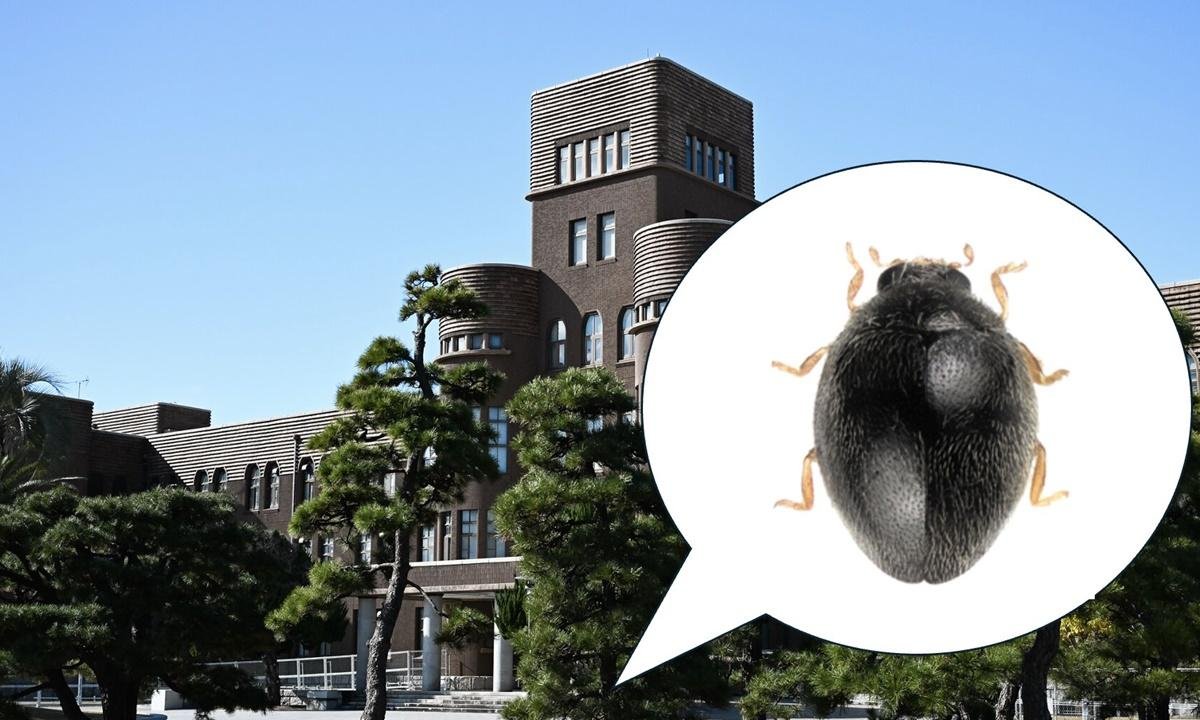 Espécie inédita de joaninha é encontrada no "quintal" de universidade