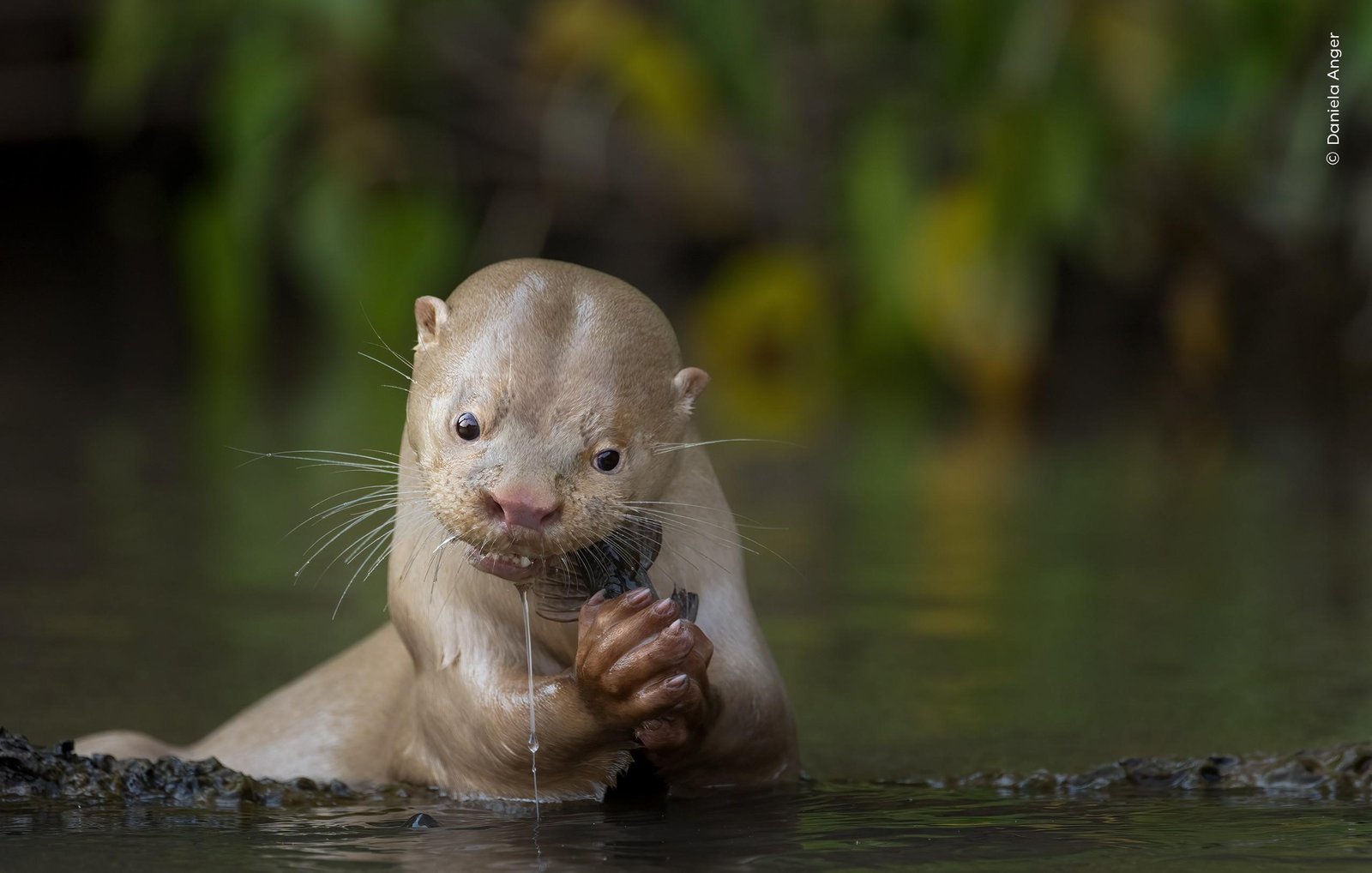 Veja imagens finalistas de prêmio de fotografia da natureza | G1