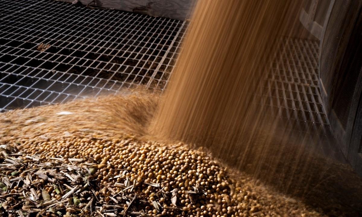 Como cientistas editam o DNA da soja para torná-la mais resistente ao calor | G1