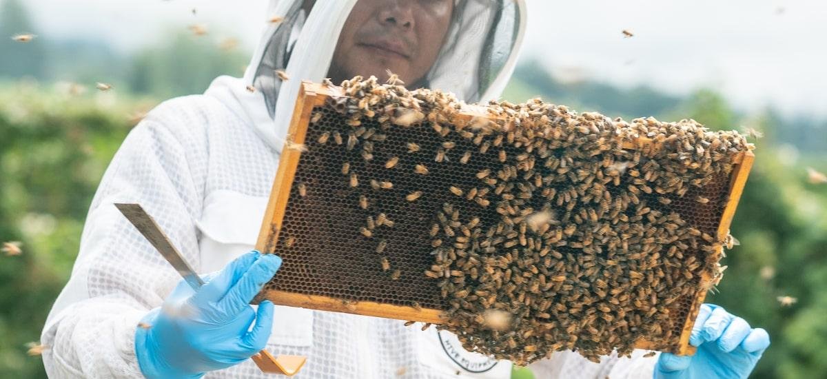 Com abelhas, Beeflow quer faturar US$ 10 milhões