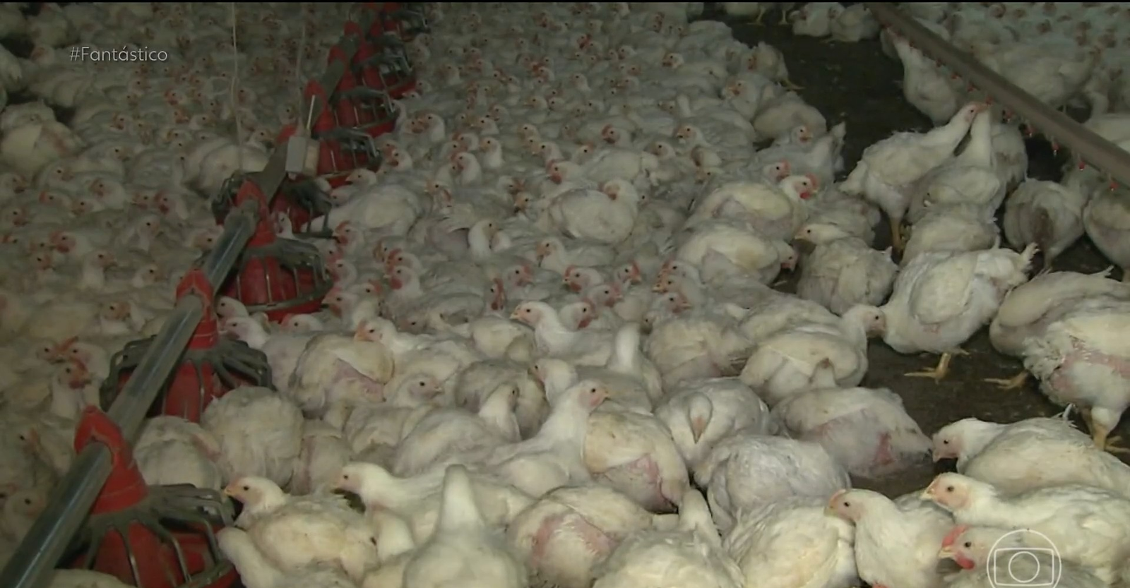 Gripe aviária: Rio Grande emite alerta epidemiológico preventivo | G1