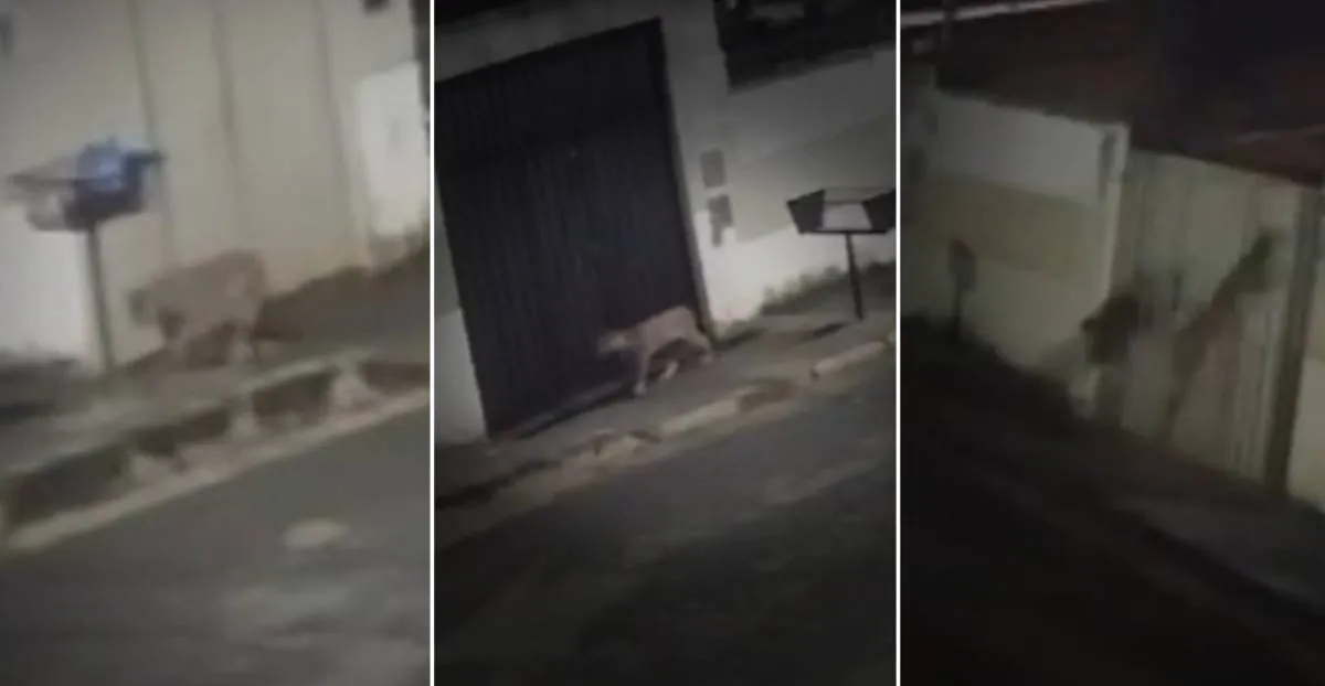 Onça é filmada passeando por ruas de Esmeraldas, na Grande BH | G1