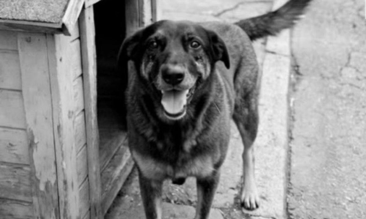 Cão Orelha: polícia pede internação de adolescente e indicia adultos