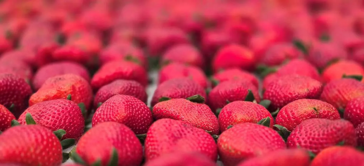 Sebrae participa da Festa de Flores e Morangos de Atibaia