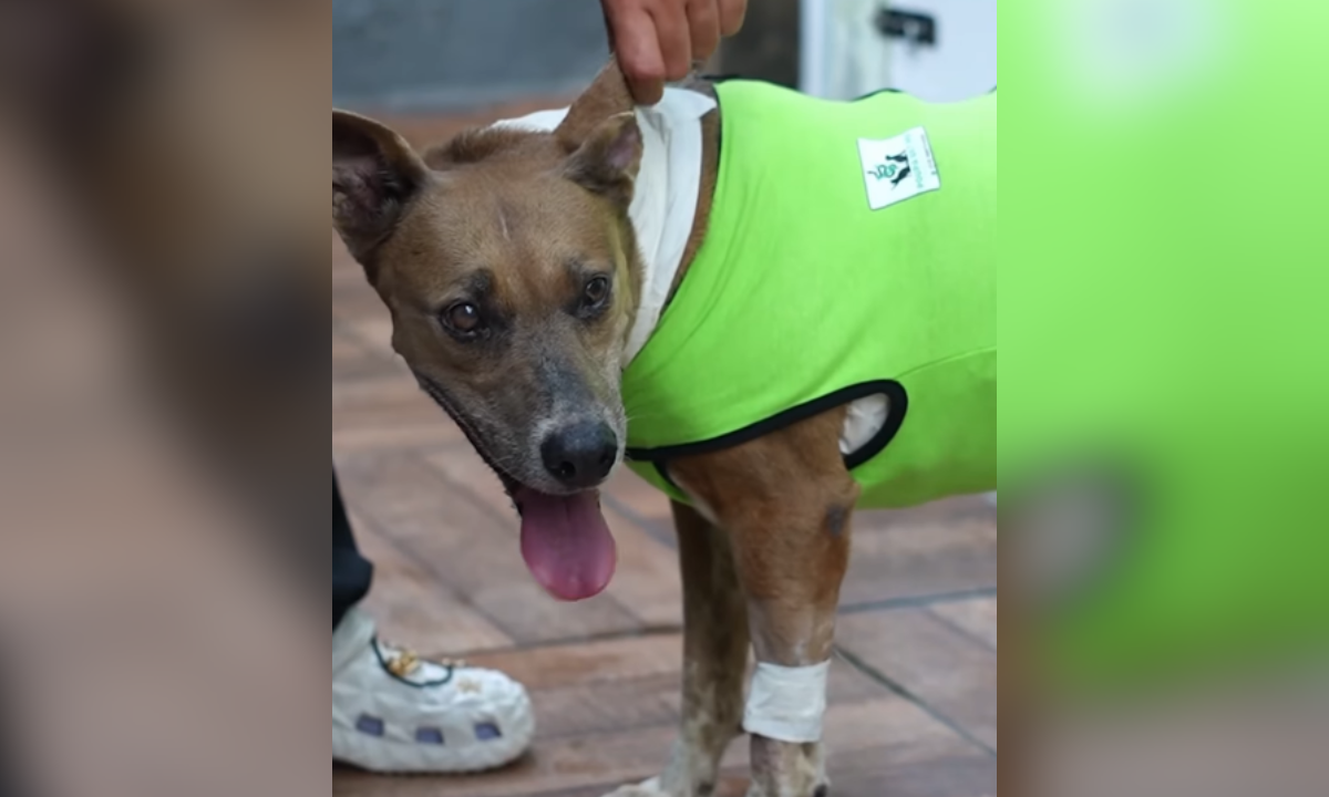 Cadela comunitária esfaqueada no litoral se recupera após cirurgia