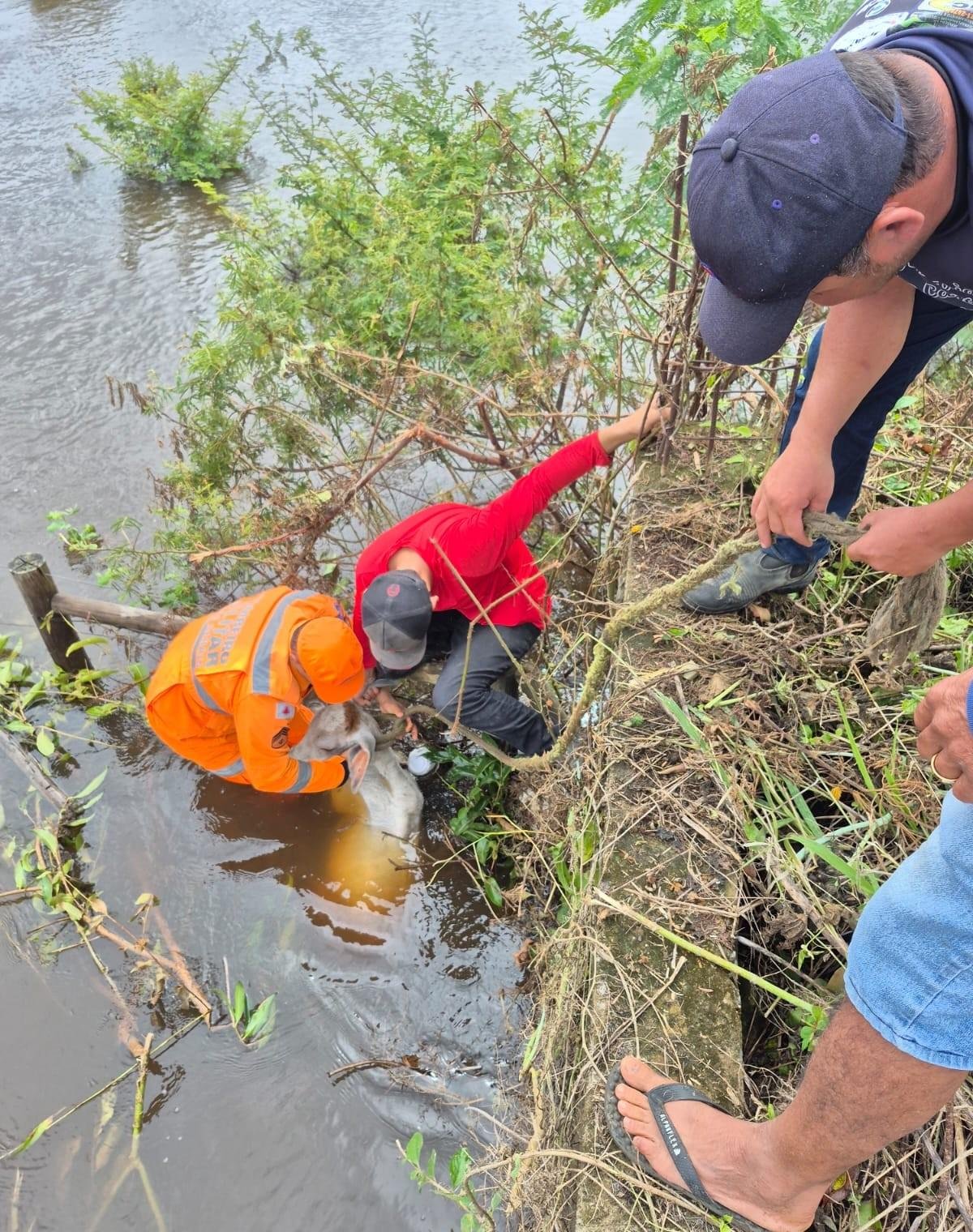 Preso em cerca de área inundada e correndo risco de afogamento, bezerro é resgatado em MG | G1