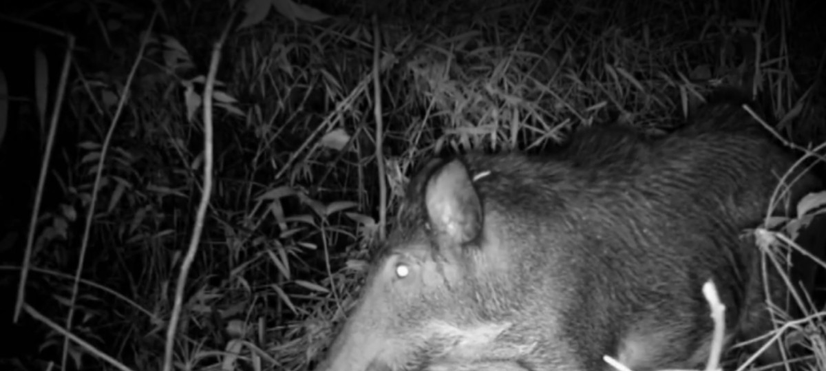 Criação de javalis em Rurópolis é investigada pelo MP do Pará | G1