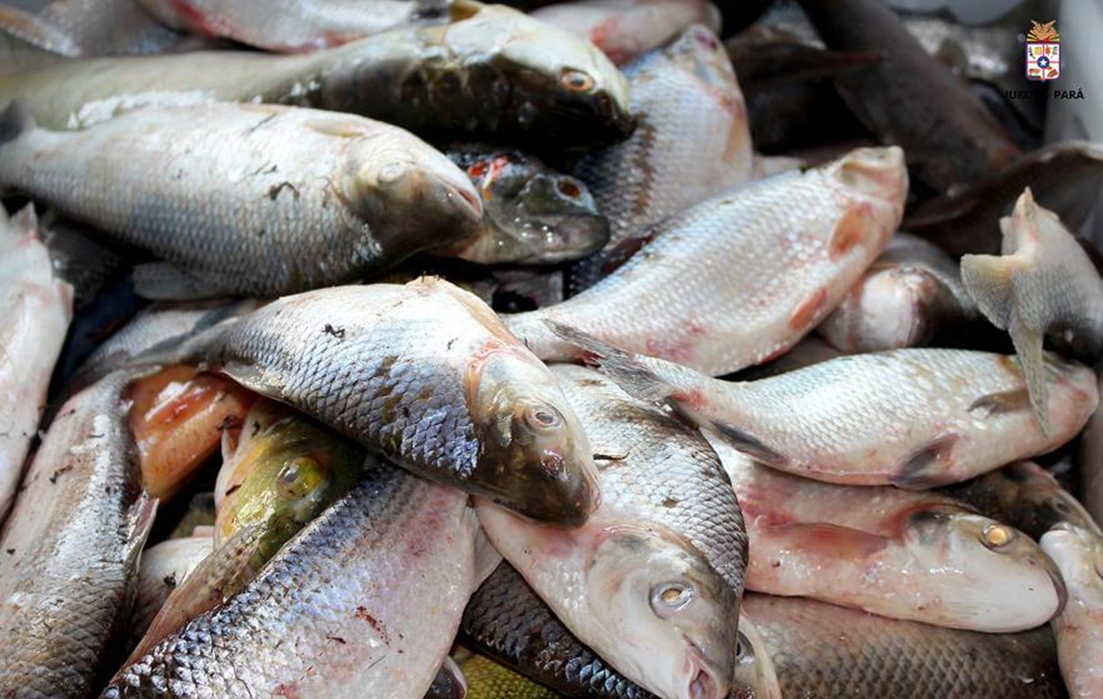 Operação fiscaliza pesca ilegal no Marajó durante período do defeso | G1