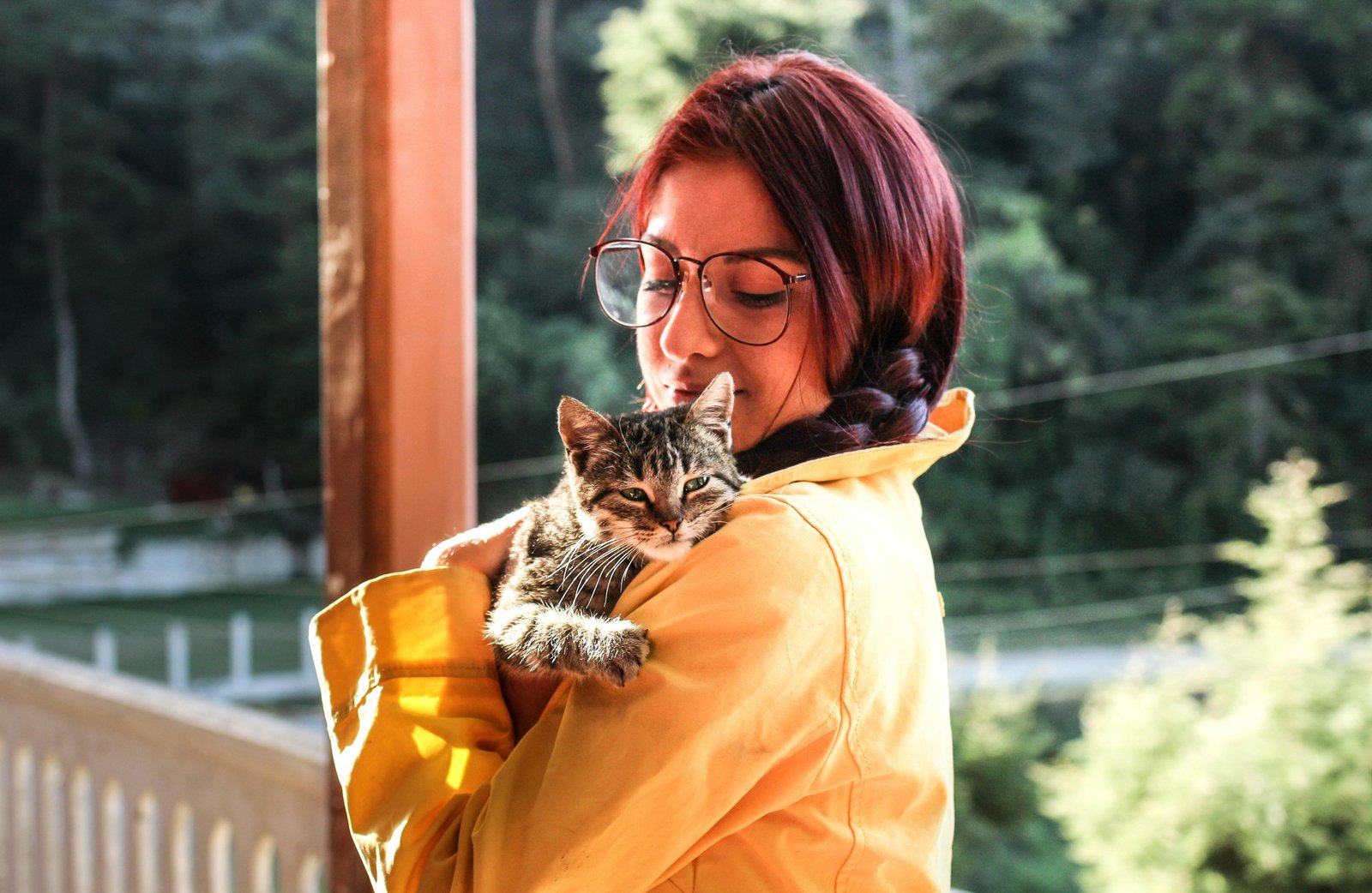 Gatos: como um felino escolhe quem é a sua pessoa favorita dentro de casa?