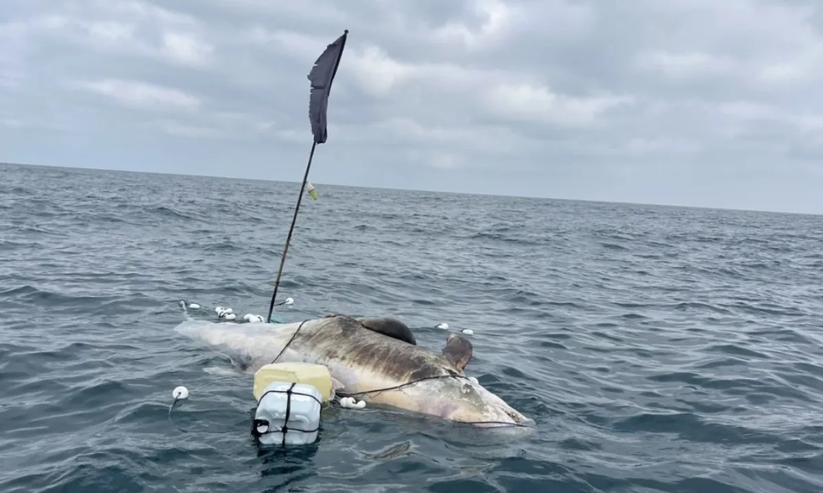 Golfinho de 4 metros é encontrado morto com apetrecho de pesca, em Ilhabela