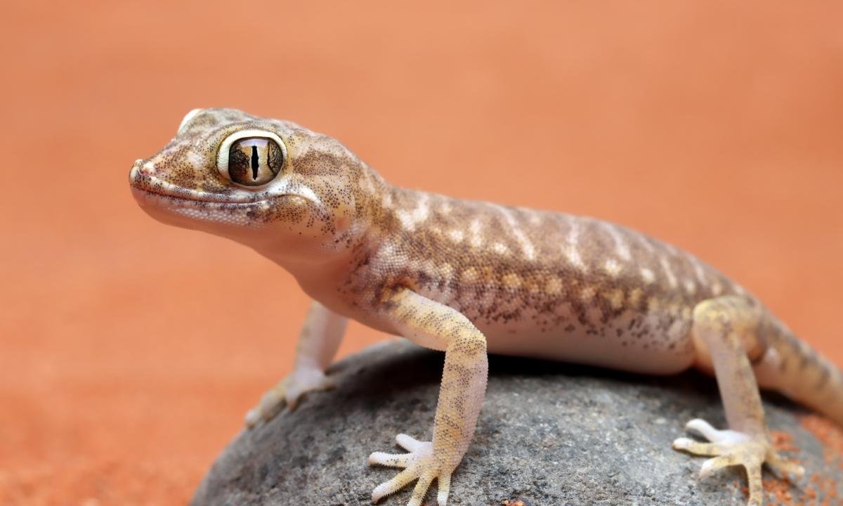 Saiba por que lagartixas aparecem em casa e se oferecem riscos à saúde