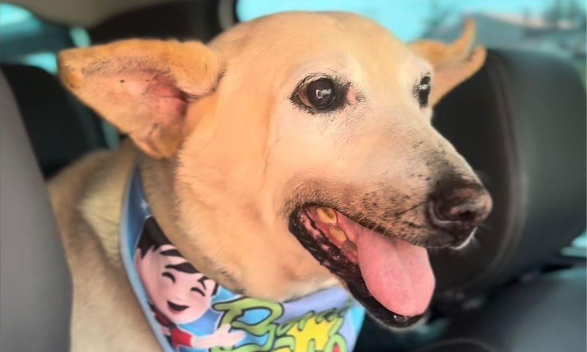 Vô Davi, cachorro de 22 anos, é adotado e emociona o país