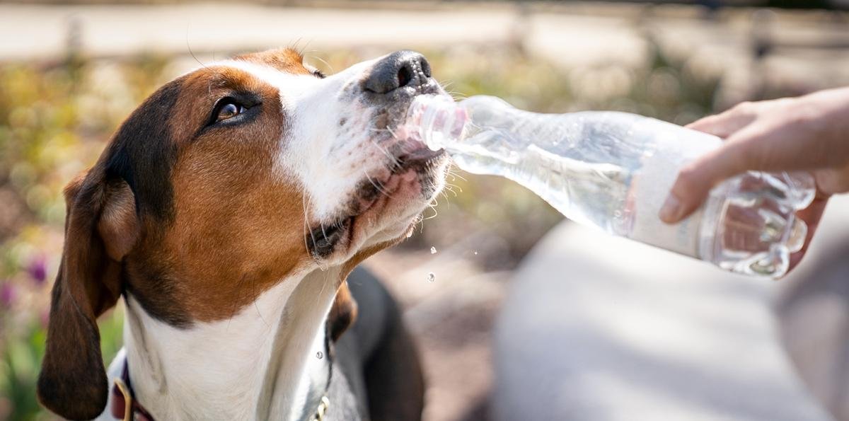 Como proteger cães e gatos no calor: 6 orientações essenciais