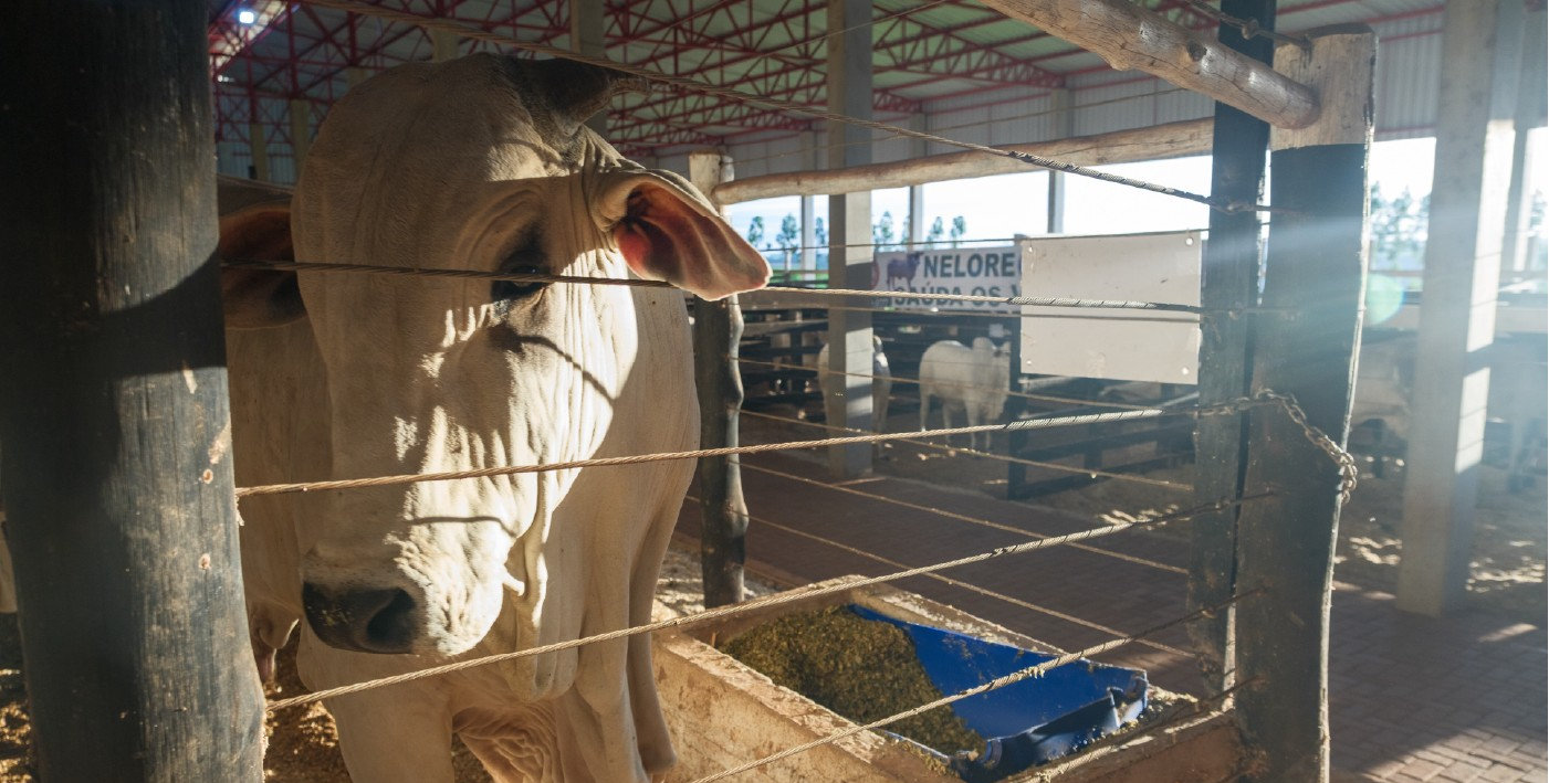 Show Rural 2026 traz novidades e soluções para impulsionar a pecuária | G1
