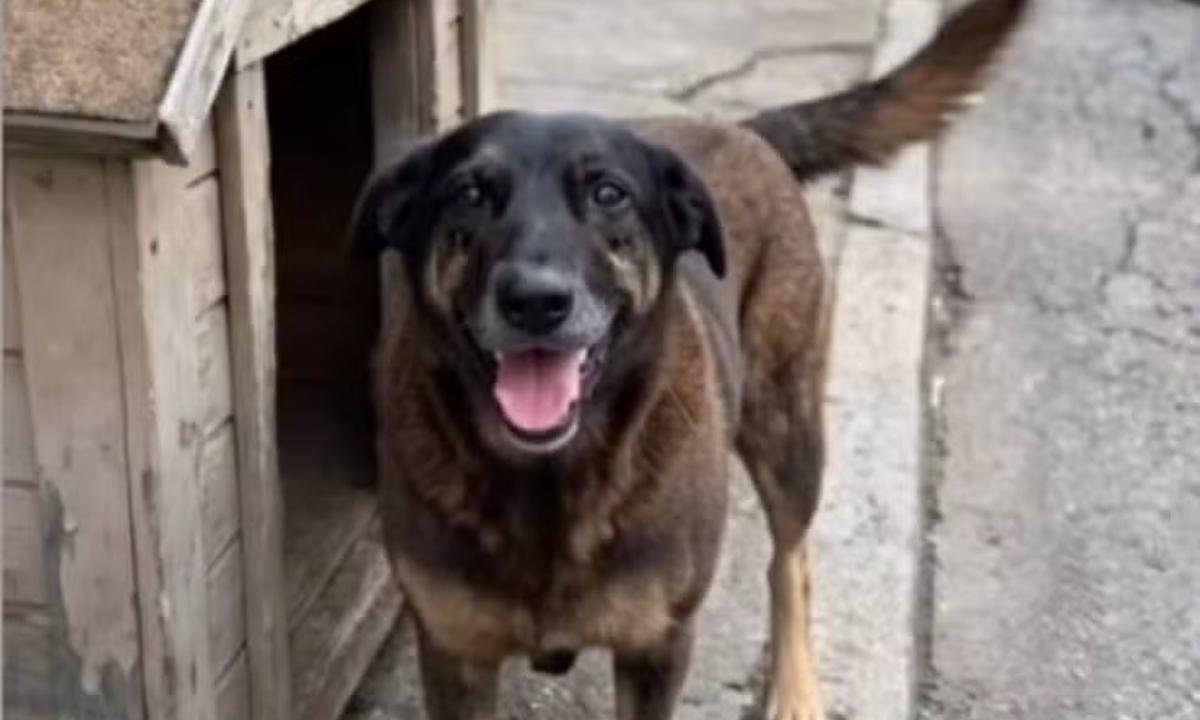 Cão Orelha: software francês ajudou a localizar autor durante ataque