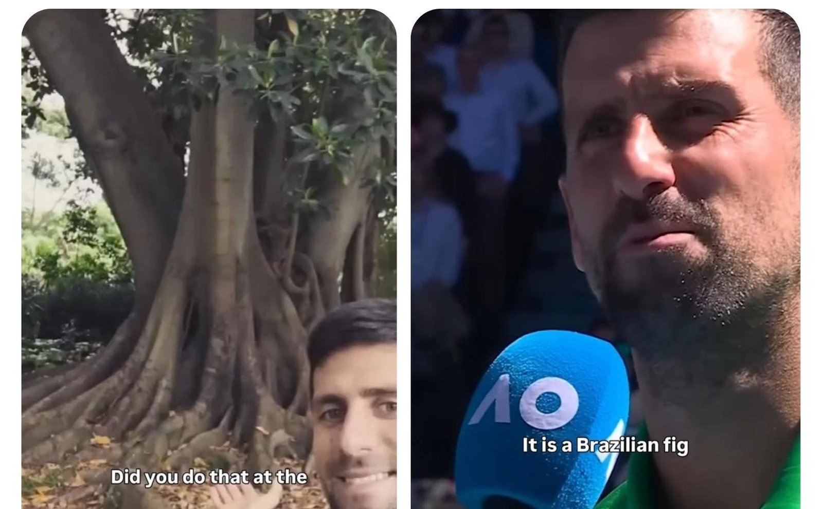 Árvore citada por Djokovic não é brasileira | G1