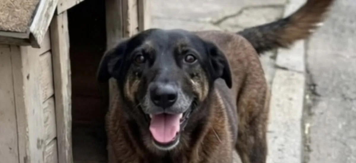 Multas e punição contra maus-tratos contra animais: o que prevê o novo decreto ‘Cão Orelha’