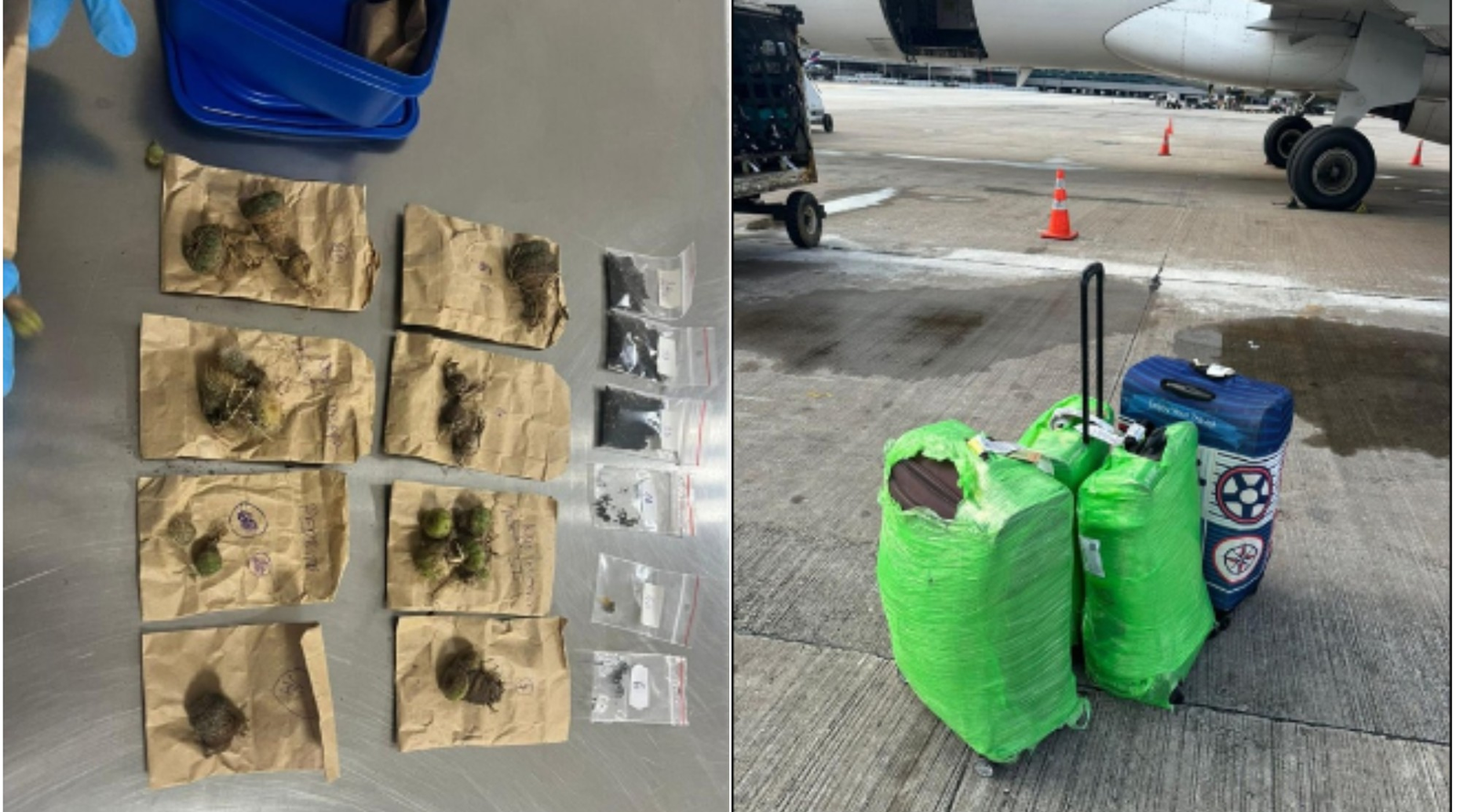 Turistas tchecos são presos em Guarulhos (SP) com cem cactos e 2 mil sementes escondidos dentro de malas e sapatos