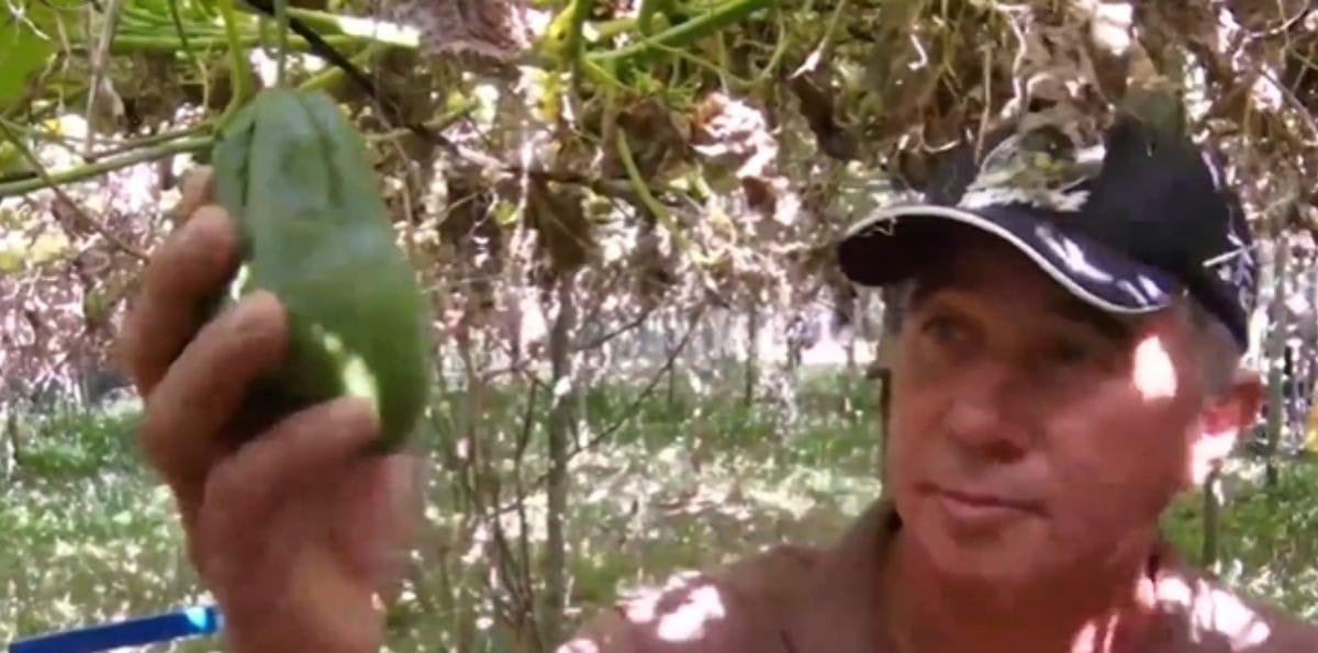 Ex-matemático deixa universidade e vira referência no cultivo de hortaliças