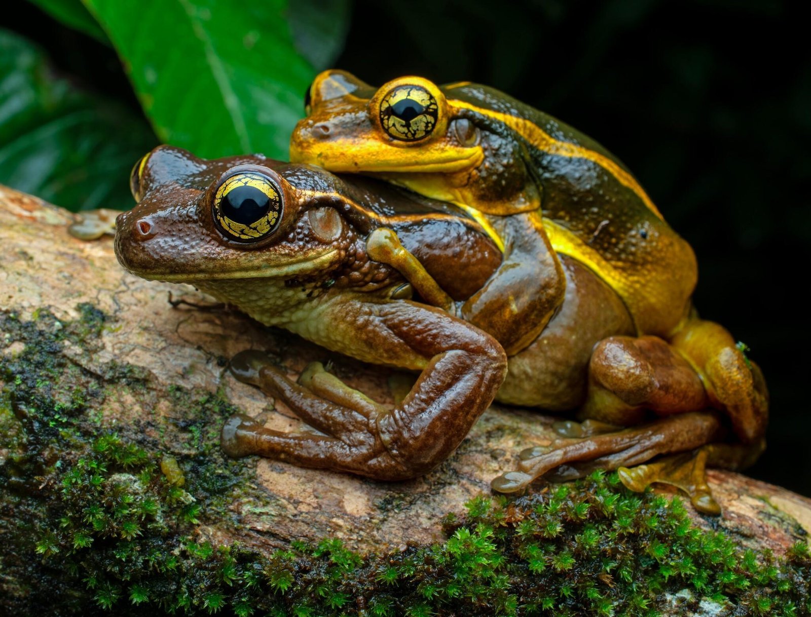 VÍDEO: reprodução explosiva de pererecas-grudentas impressiona | G1